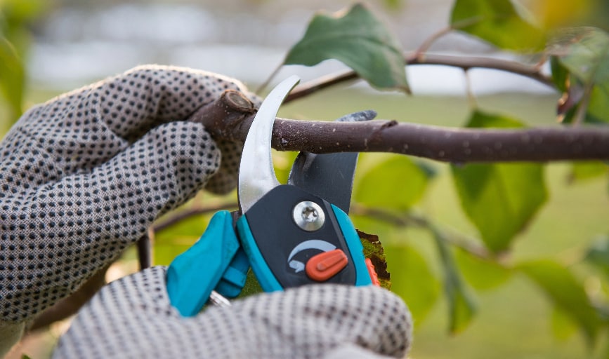 Tree Trimming